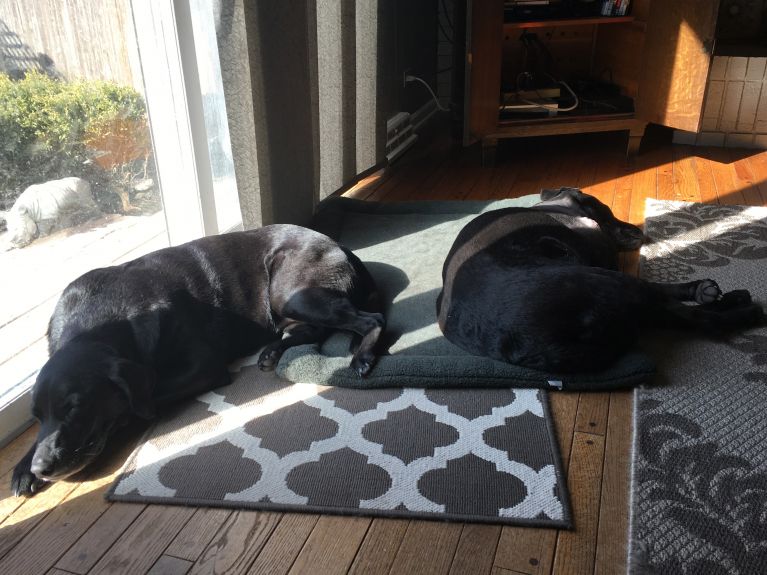 Otis and Tess sleeping in the sun. This day gave me so much joy!