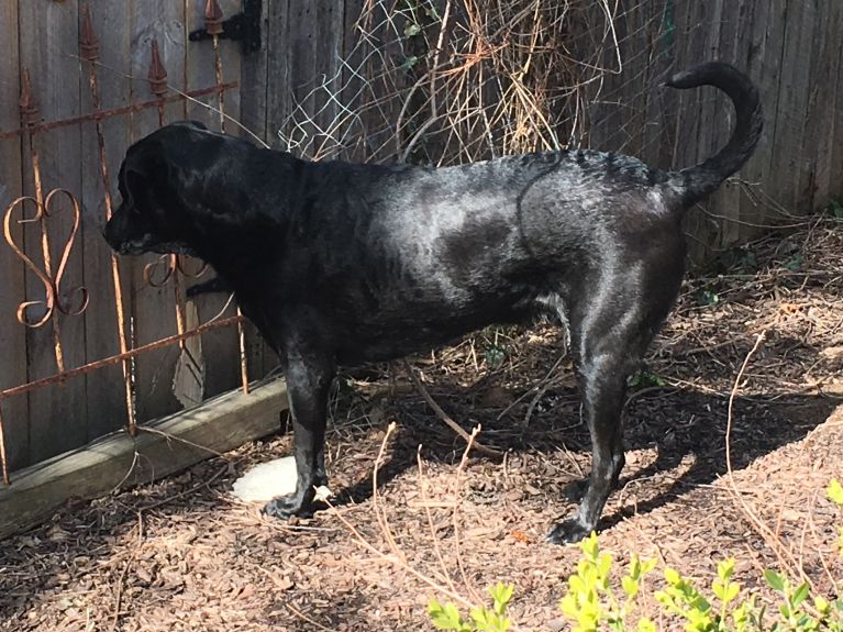 Otis, a tripawd, looking for his neighbor on the other side of the fence.