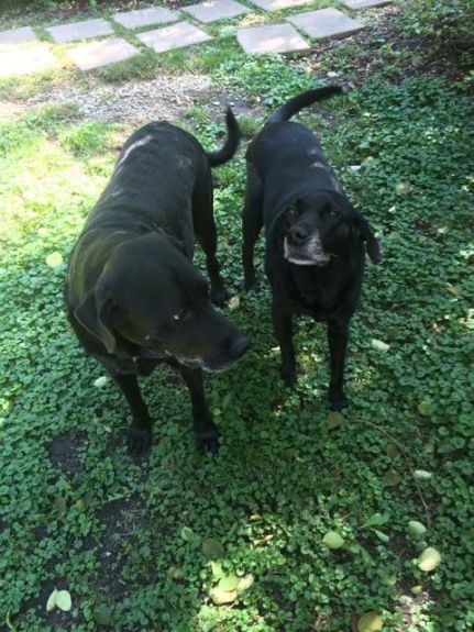 Otis and Tess - before his surgery