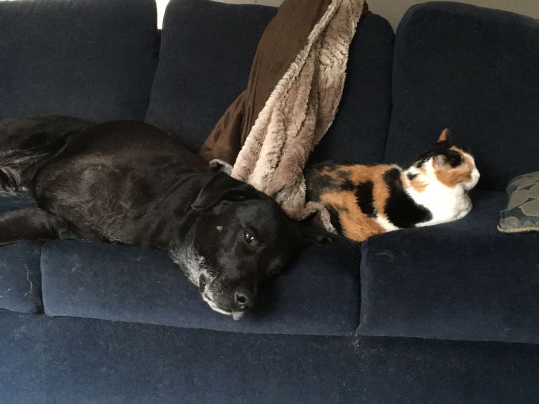 Not sure that any humans actually sit on this sofa - Otis and Princess. She is pretending not to notice him.