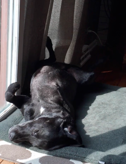 His two favorite things - the sun and being upside down.