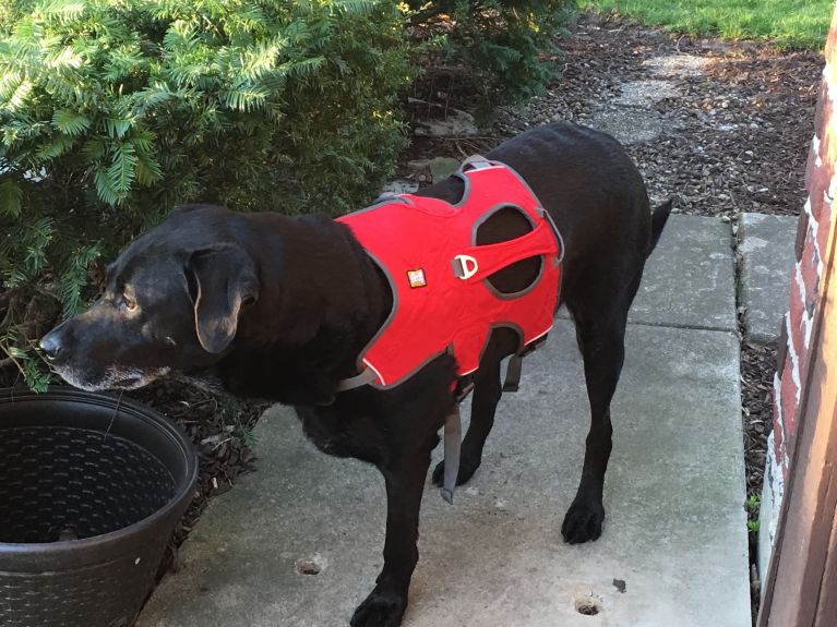 Handsome boy in his Ruffwear Webmaster harness.