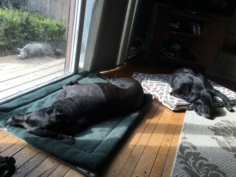 Otis and Tess spend lots of time in the sun.