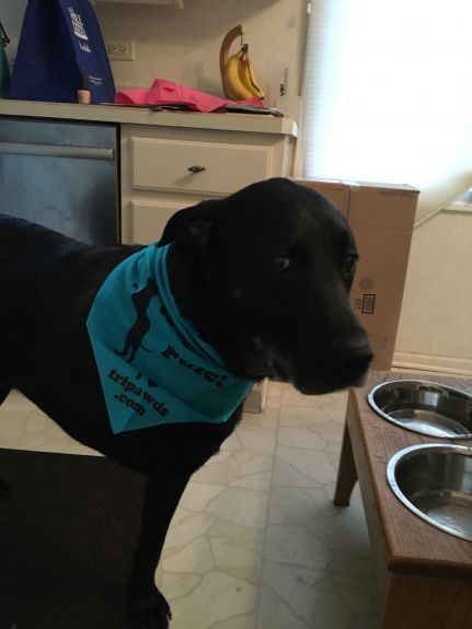 Oh look, a new bandana!  He really is an official tripod now.