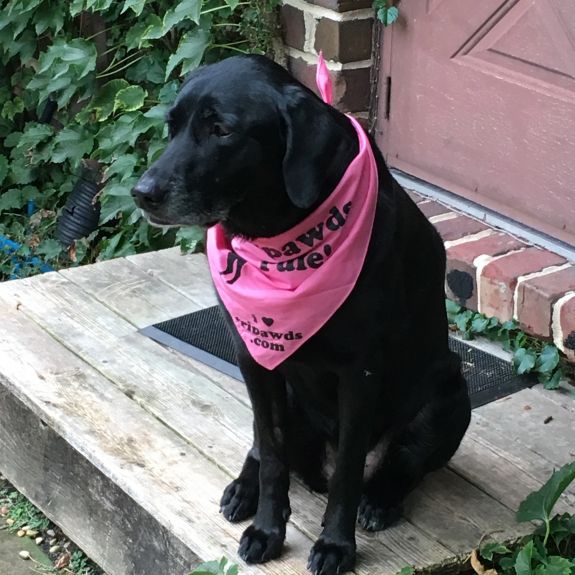 Tess' bright pink admission ticket to the Tripawd Nation.