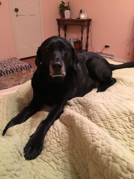 Tess returned to the bed after I got the bedding washed.