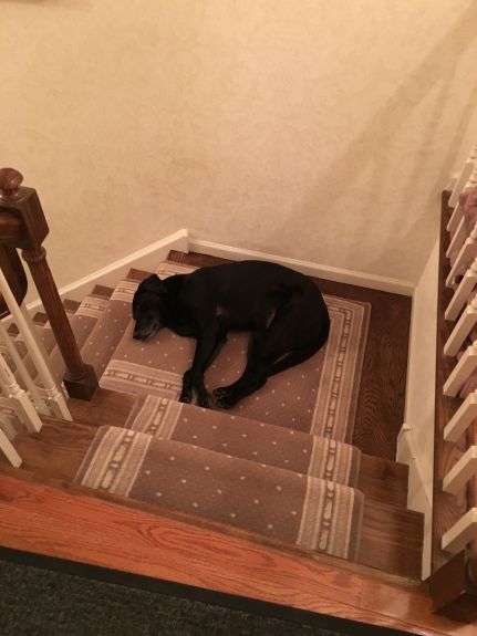 Tess sleeping on the landing where Otis used to sleep the first night. 