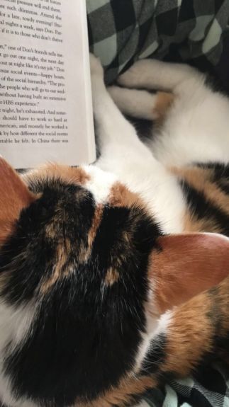 Cats are smarter than does, or at least they read more books.
