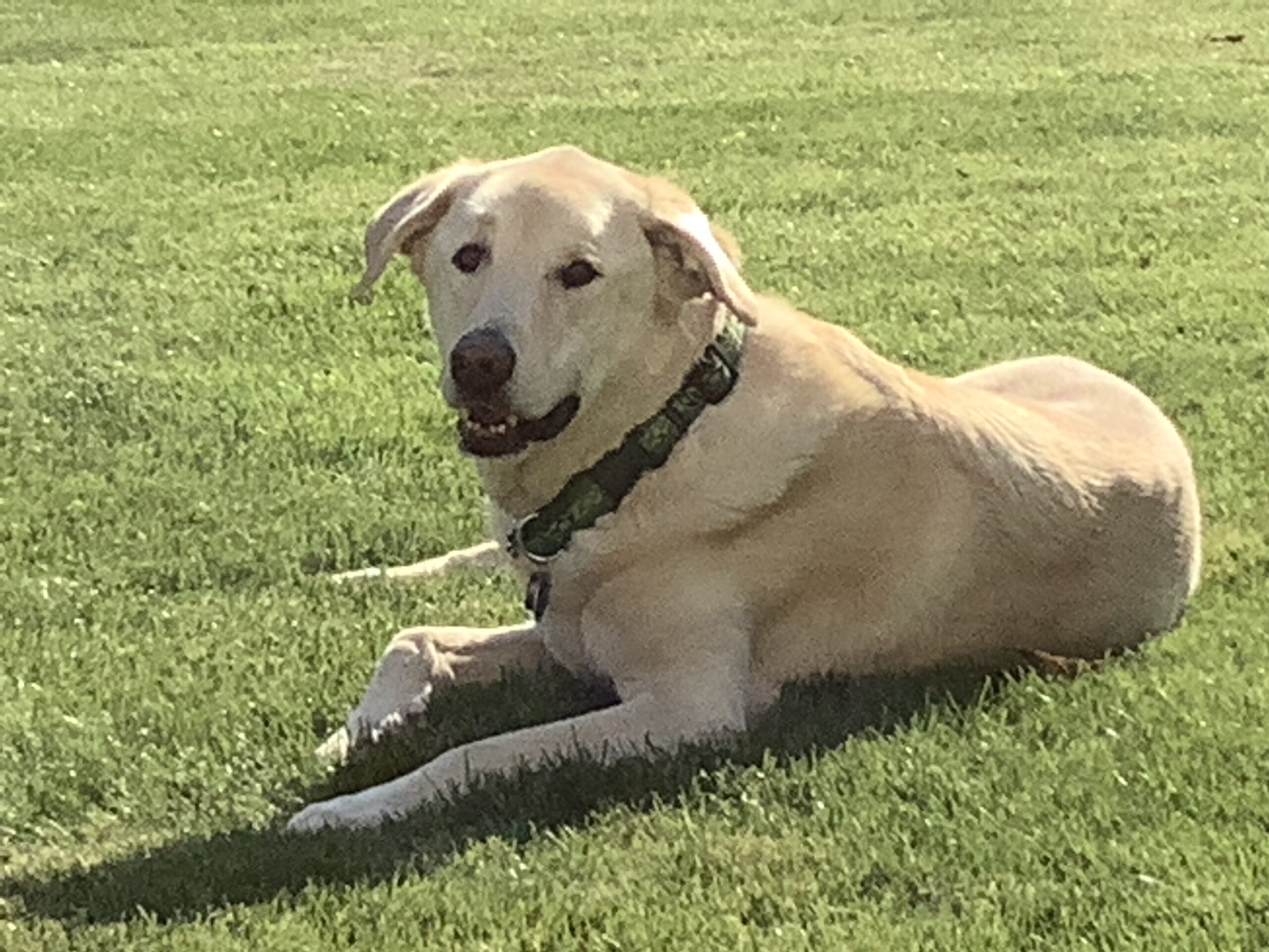 Yellow lab in grass